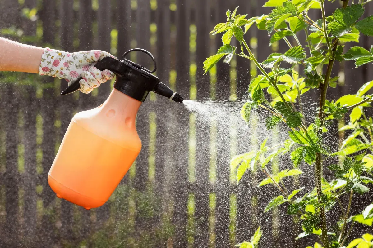 Die erstaunliche Wirkung von Spülmittel im Kampf gegen Unkraut